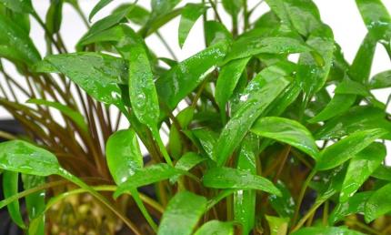 Криптокорина блестящая (Cryptocoryne lucens)  (криптокарина, криптакарина) - живое аквариумное растение