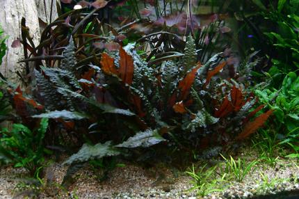 Криптокорина Вендта Ми Ойя (Cryptocoryne wendtii MI OYA)  (криптокарина, криптакарина) - живое аквариумное растение