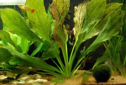 Эхинодорус оцелот (Echinodorus ozelot)