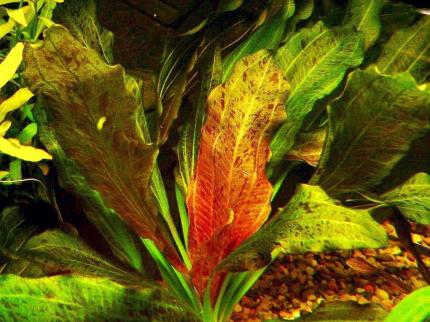 Эхинодорус оцелот (Echinodorus ozelot)