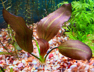 Эхинодорус Барта, Эхинодорус Бартхи (Echinodorus barthii)