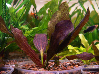 Эхинодорус Барта, Эхинодорус Бартхи (Echinodorus barthii)