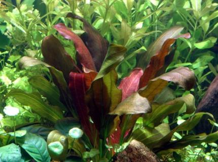 Эхинодорус Барта, Эхинодорус Бартхи (Echinodorus barthii)