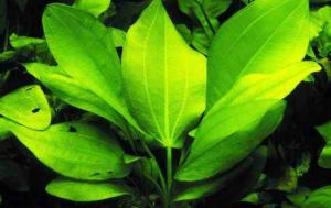 prodtmpimg/15210194184498_-_time_-_69-2.Echinodorus-cordifolius.jpg