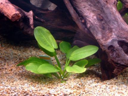 Эхинодорус сердцелистный (Echinodorus cordifolius)