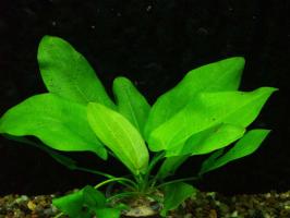 prodtmpimg/15210195144753_-_time_-_10-2.ozelot-swordplant.jpg
