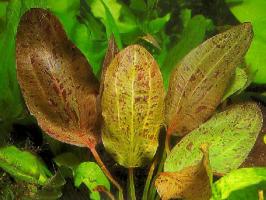 prodtmpimg/15210195145287_-_time_-_10-4.ozelot-swordplant.jpg