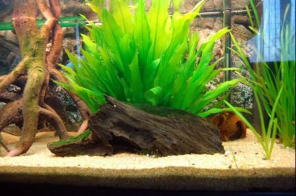 Эхинодорус Блехера (Echinodorus bleheri)