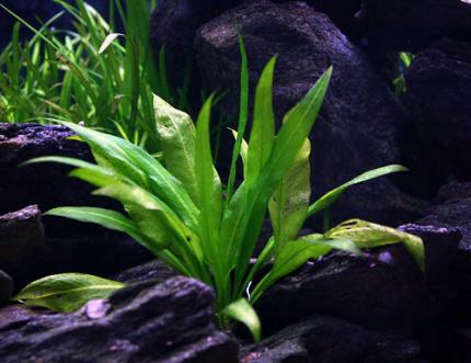 Эхинодорус Блехера (Echinodorus bleheri)