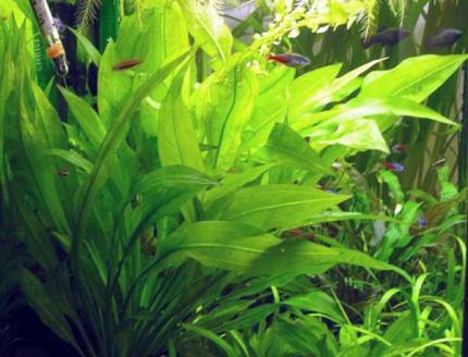 Эхинодорус Блехера (Echinodorus bleheri)