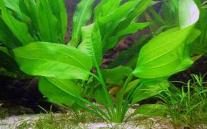 prodtmpimg/15210197095952_-_time_-_64-2.Echinodorus-horizontally.jpg