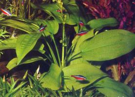 prodtmpimg/15210197096258_-_time_-_64-3.Echinodorus-horizontally.jpg