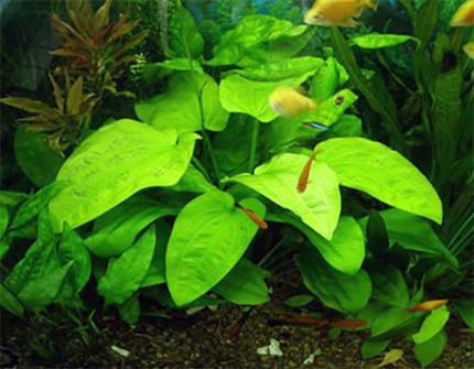 Эхинодорус горизонтальный (Echinodorus horizontalis)