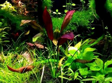 Эхинодорус Афлейм, Пылающее пламя (Echinodorus Aflame)