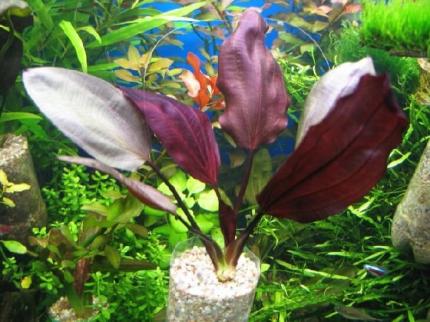 Эхинодорус Афлейм, Пылающее пламя (Echinodorus Aflame)