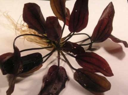 Эхинодорус Афлейм, Пылающее пламя (Echinodorus Aflame)