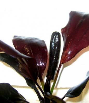 Эхинодорус Афлейм, Пылающее пламя (Echinodorus Aflame)