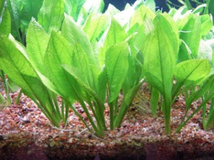 prodtmpimg/15221464858889_-_time_-_echinodorus-grisebachii-amazonicus-pot.jpg