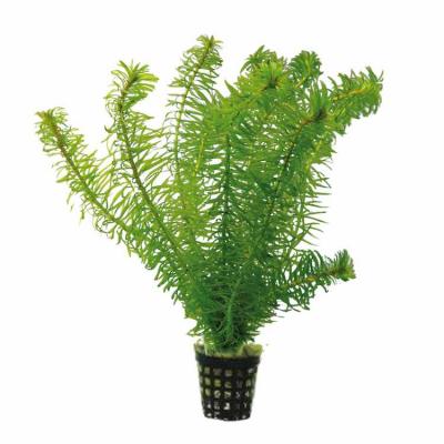 Эгерия Наяс (Egeria najas)