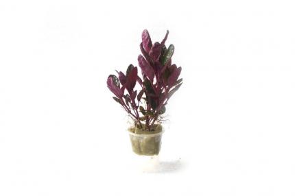 Хемеграфис экзотика (Hemigraphis colorata 'Exotica')