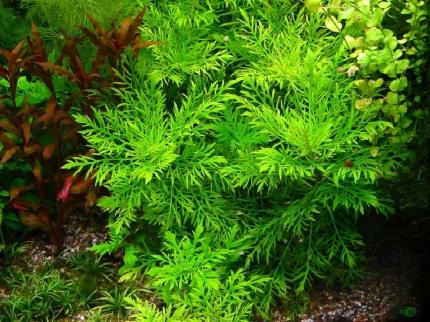 Гигрофила  синема, деморфная (Hygrophila difformis)
