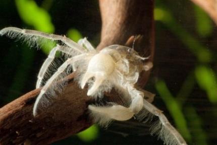 Краб Карликовый, крабик-паучок (Limnopilos naiyanetri micro spider crab)