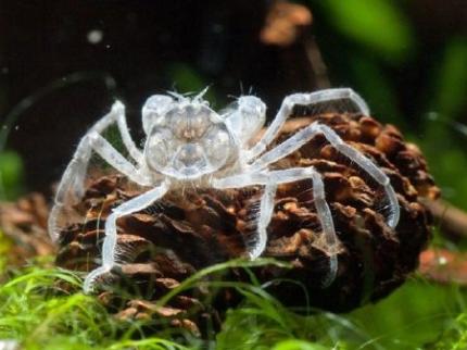 Краб Карликовый, крабик-паучок (Limnopilos naiyanetri micro spider crab)