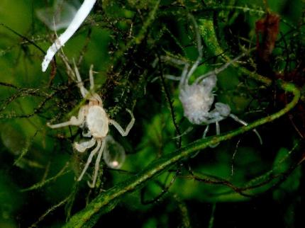 Краб Карликовый, крабик-паучок (Limnopilos naiyanetri micro spider crab)