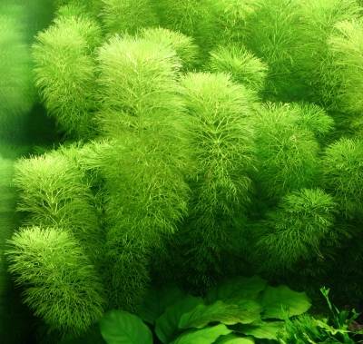 Лимнофила (Амбулия) водная (Limnophila aquatica)