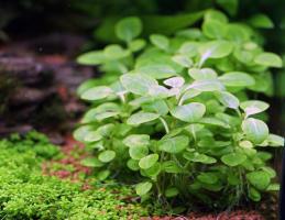 prodtmpimg/15224070137597_-_time_-_45-3-Lobelia-cardinalis-Small-Form.jpg