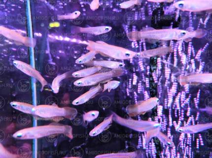 Аплохейлихтис Нормана или Голубоглазка Нормана (Aplocheilichthys normani)