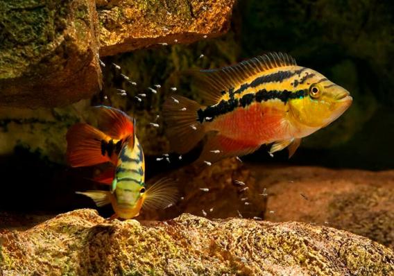 Цихлазома Сальвини (Trichromis salvini, ранее Cichlasoma salvini) 3,5 - 4 см