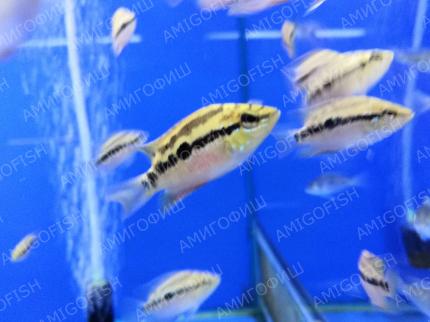 Цихлазома Сальвини (Trichromis salvini, ранее Cichlasoma salvini)