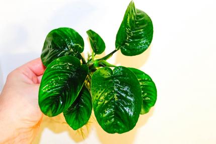 Анубиас Бартери Батерфлай (Anubias barteri Butterfly)