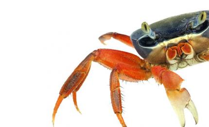 Краб радужный (Cardisoma armatum)