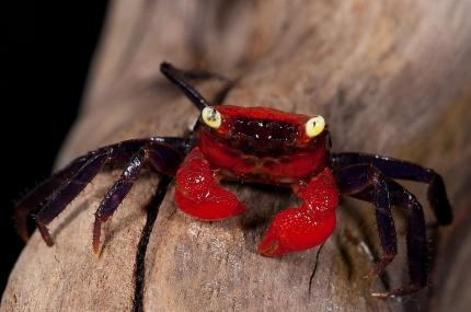 Краб красный дьявол самец (Geosesarma sp. Devil) декоративный краб — наличие подтверждается менеджером