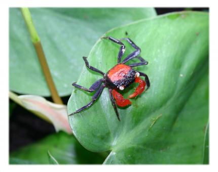 Краб красный дьявол самец (Geosesarma sp. Devil) декоративный краб — наличие подтверждается менеджером