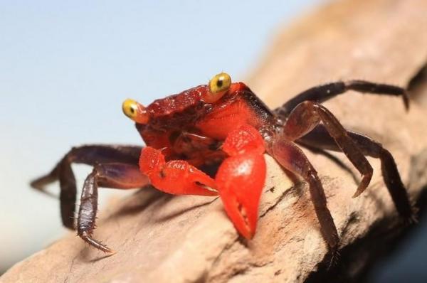 Краб красный дьявол самец (Geosesarma sp. Devil) декоративный краб — наличие подтверждается менеджером
