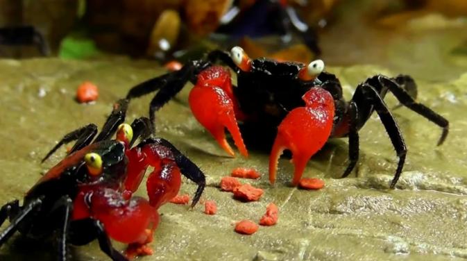 Краб красный дьявол самец (Geosesarma sp. Devil) декоративный краб — наличие подтверждается менеджером