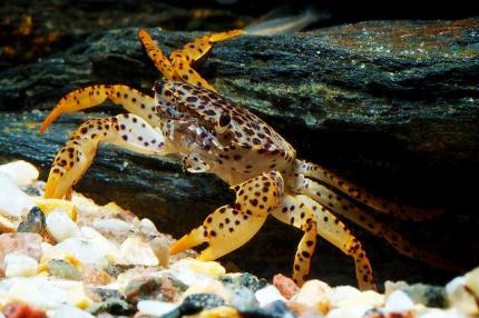 Краб Королевский Леопардовый  (Parathelphusa Pantherina)