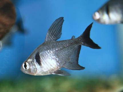 Тетра Черный фантом (Megalamphodus megalopterus)