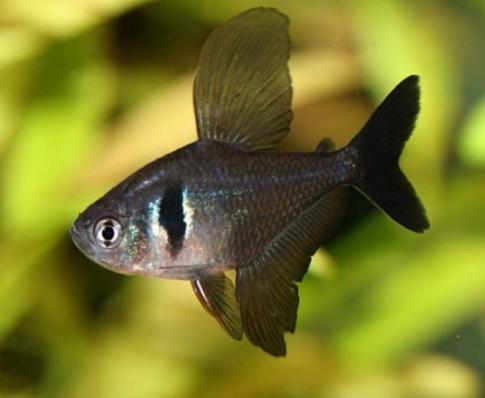 Тетра Черный фантом (Megalamphodus megalopterus)