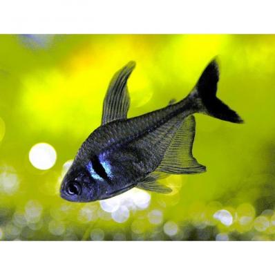 Тетра Черный фантом (Megalamphodus megalopterus)